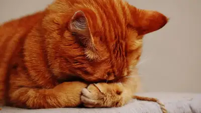 Pixabay, фото - Новости Zakon.kz от 01.01.2020 12:09