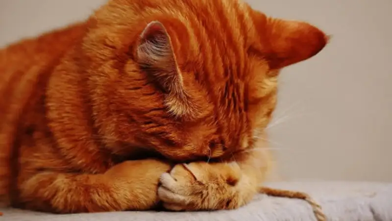 Названы облегчающие похмелье средства