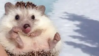 Zakon.kz, фото - Новости Zakon.kz от 03.03.2017 19:30