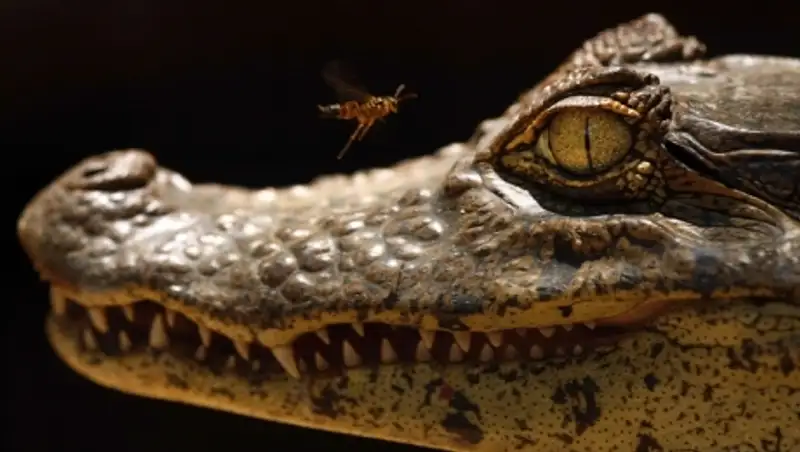 Мужчину арестовали за попытку съесть пять аллигаторов