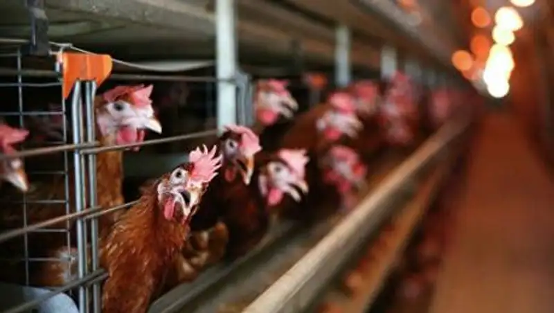 Жители частного сектора близ Алматы пытаются избавиться от птицефермы