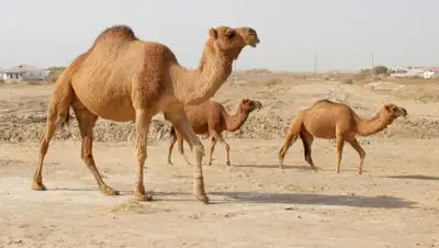 РСК Атырауской области, фото - Новости Zakon.kz от 05.08.2019 19:50