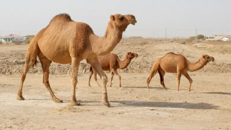 В Атырауской области прекращен падеж верблюдов