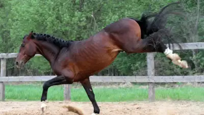 Hodor.lol, фото - Новости Zakon.kz от 14.06.2019 19:17