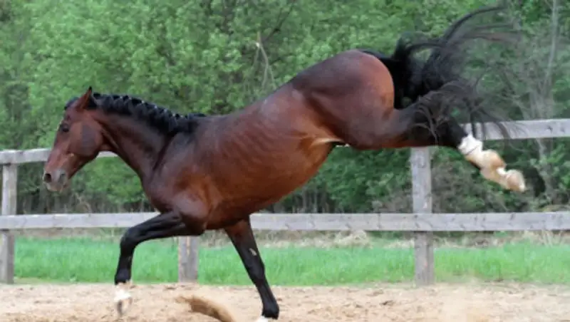 Лошадь лягнула мальчика в Мангистау и проломила череп
