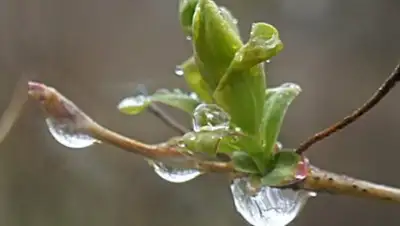 glavny.tv, фото - Новости Zakon.kz от 09.04.2018 09:45