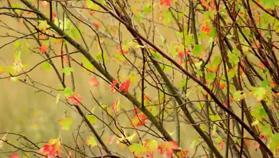 Pixabay, фото - Новости Zakon.kz от 10.08.2019 09:54