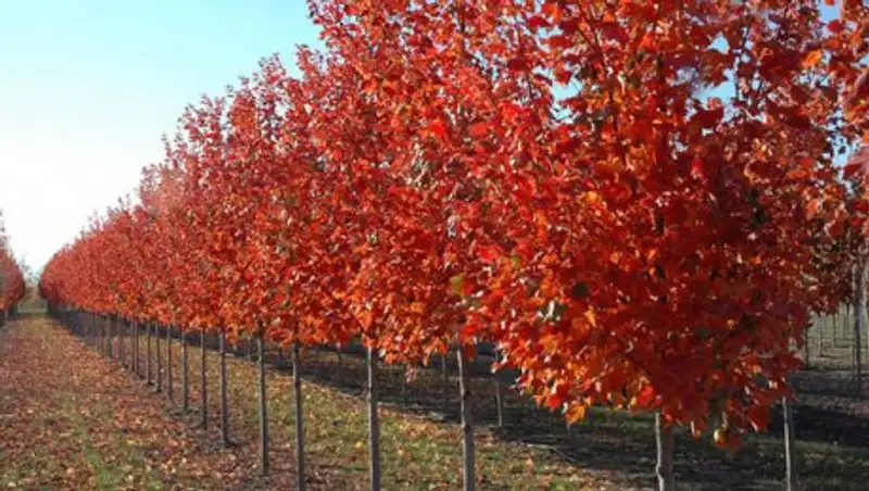 Какие деревья рекомендованы к посадке в Алматы