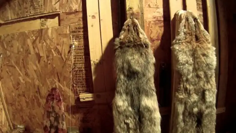 Мужчину со шкурками ондатры и капканами задержали в Алматинской области