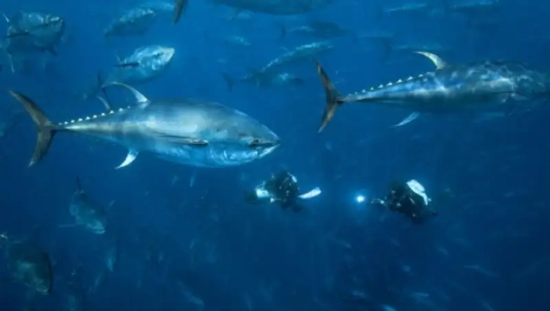 Австралийские ученые придумали, как очистить от ртути океан