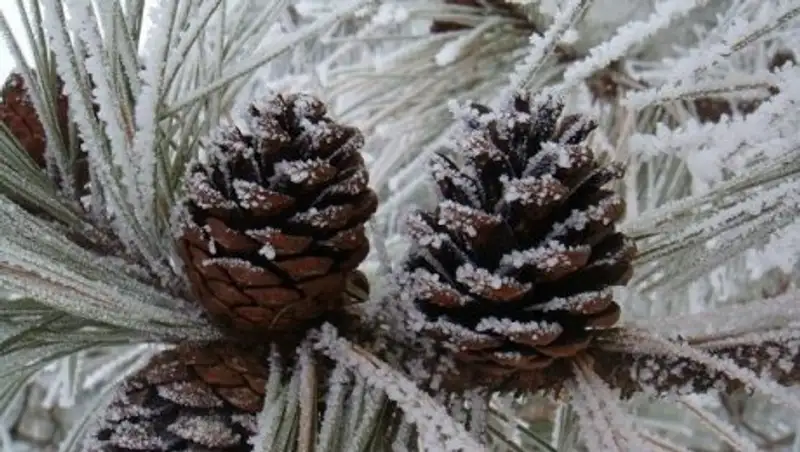 Какая погода будет в ближайшие три дня в Казахстане