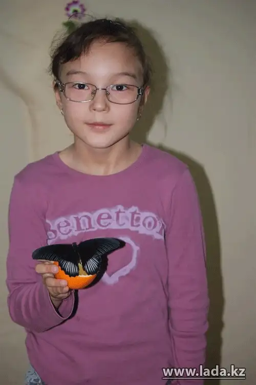 Выставка живых бабочек открылась в Актау (фото), фото - Новости Zakon.kz от 24.11.2013 17:03