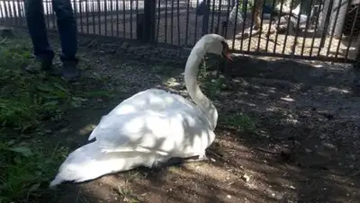 соцсети, фото - Новости Zakon.kz от 06.09.2018 20:53