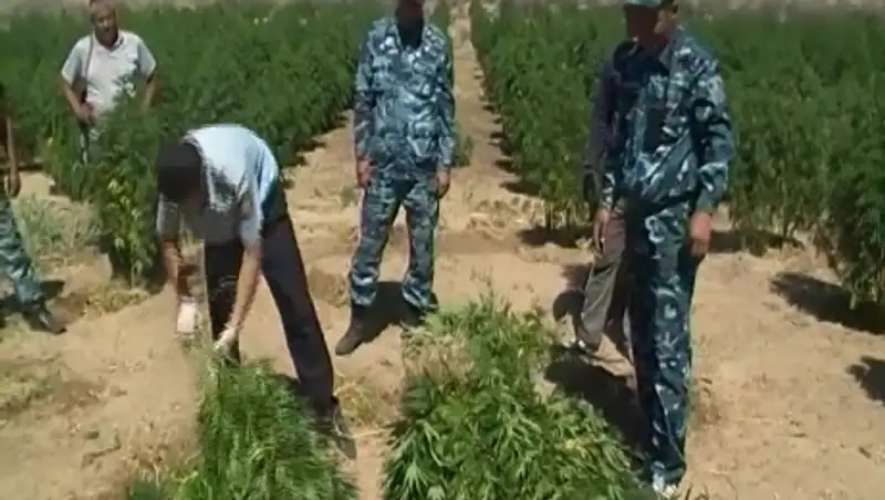 Целую плантацию конопли вырастили трое жителей Кызылординской области