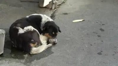 Zakon.kz, фото - Новости Zakon.kz от 23.10.2017 10:28