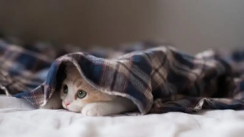 Жители многоэтажек Талгара отапливают квартиры углем и соляркой