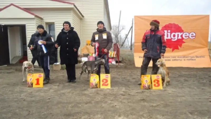 В ВКО прошла выставка собак национальной породы