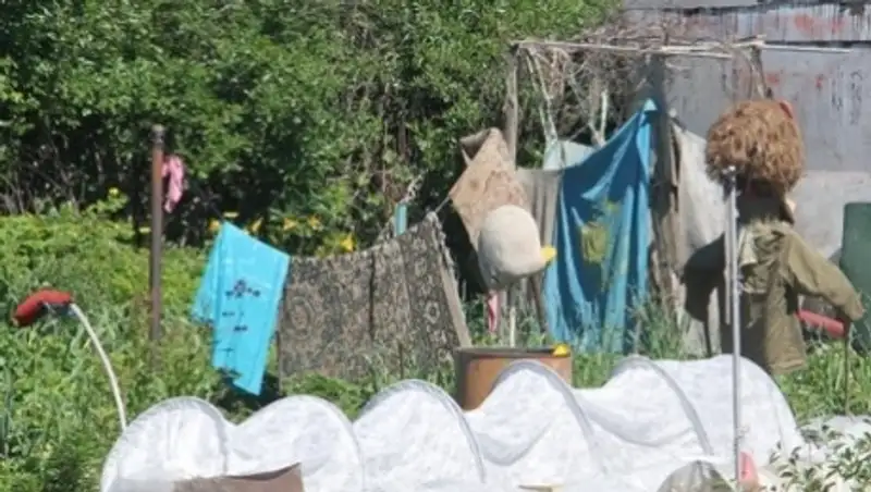 В Усть-Каменогорске дачница накрывает грядки потрепанным государственным флагом Казахстана