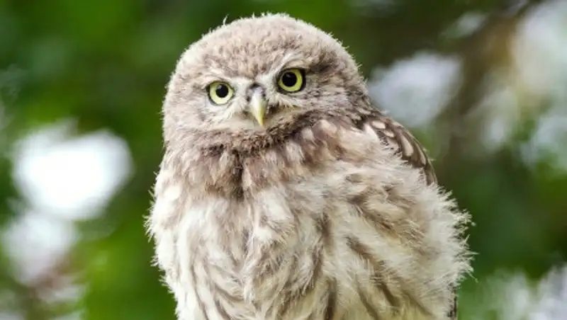 Птенцов филина обнаружили в Иле-Алатауском парке