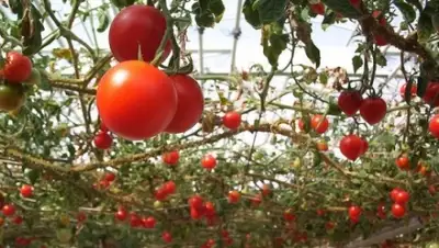 Zakon.kz, фото - Новости Zakon.kz от 01.06.2015 07:55