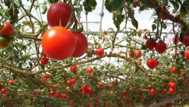 В ЮКО аграрии орошают теплицы лечебной водой 