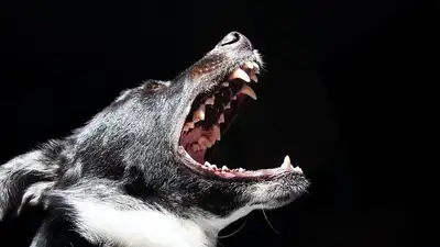 Бродячие собаки нападают на скот и домашнюю птицу в ВКО , фото - Новости Zakon.kz от 20.10.2023 05:52