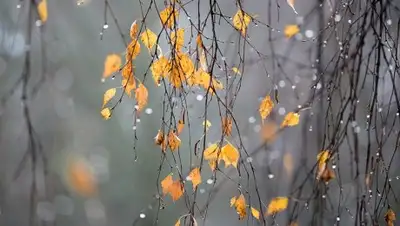 alau.kz, фото - Новости Zakon.kz от 31.10.2018 09:31