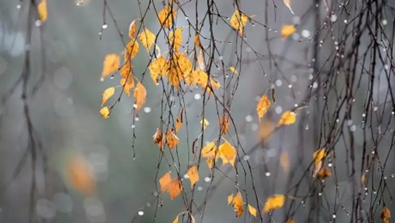 Осадки ожидаются в Казахстане 31 октября