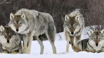 Zakon.kz, фото - Новости Zakon.kz от 27.01.2017 17:26