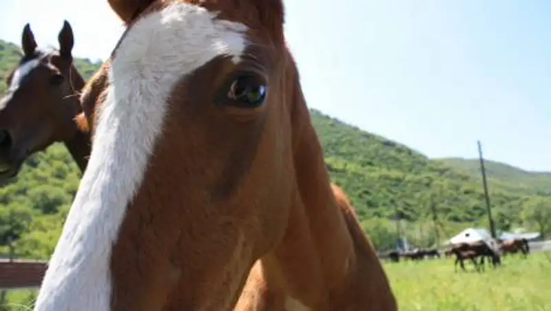 Спасатели помогли выбраться лошадям из ямы в Семее