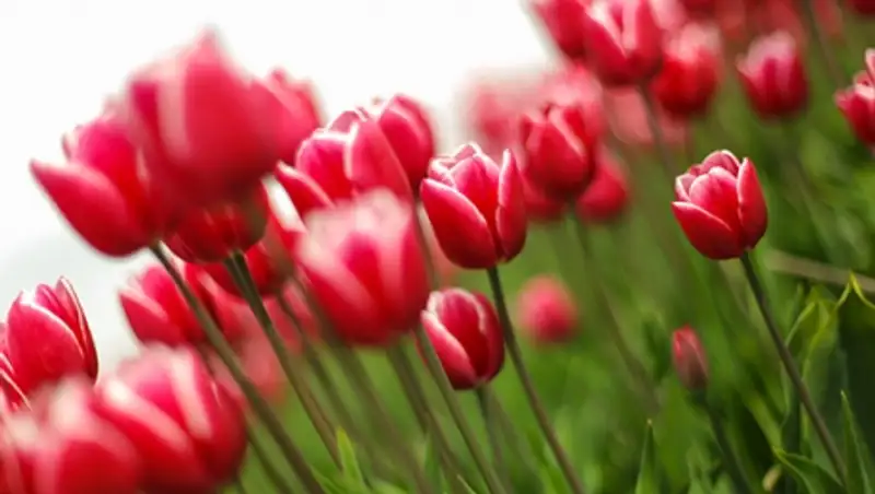 Россия может запретить ввоз голландских тюльпанов  