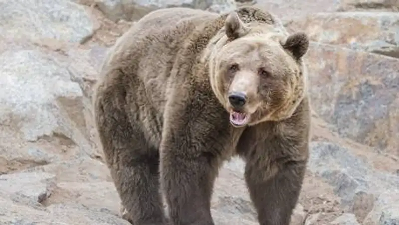 Медведь убил кошку в алматинском зоопарке