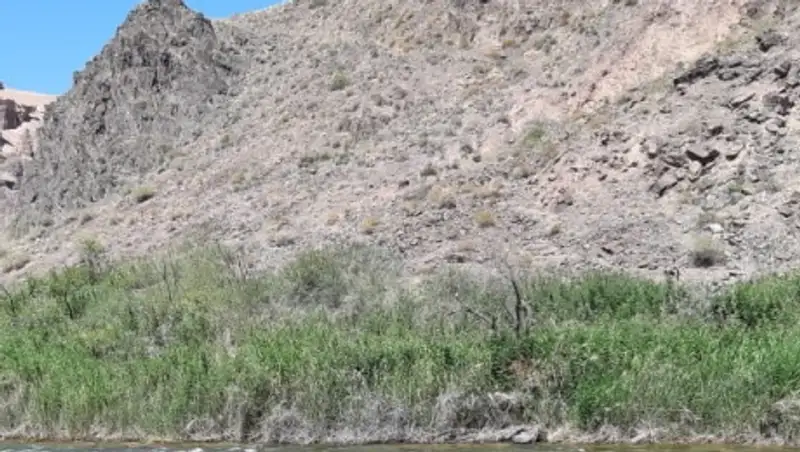 Сколько деревьев посадят в Алматы до конца 2020 года