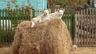 Пикабу, фото - Новости Zakon.kz от 02.09.2019 11:41