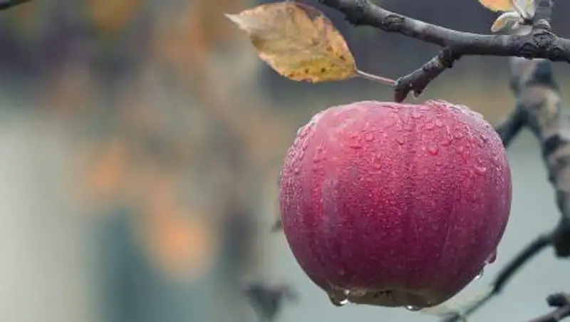 Врач перечислил продукты, снижающие уровень холестерина