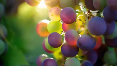 Pixabay, фото - Новости Zakon.kz от 09.04.2019 18:00