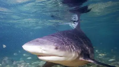 Zakon.kz, фото - Новости Zakon.kz от 25.04.2017 06:20