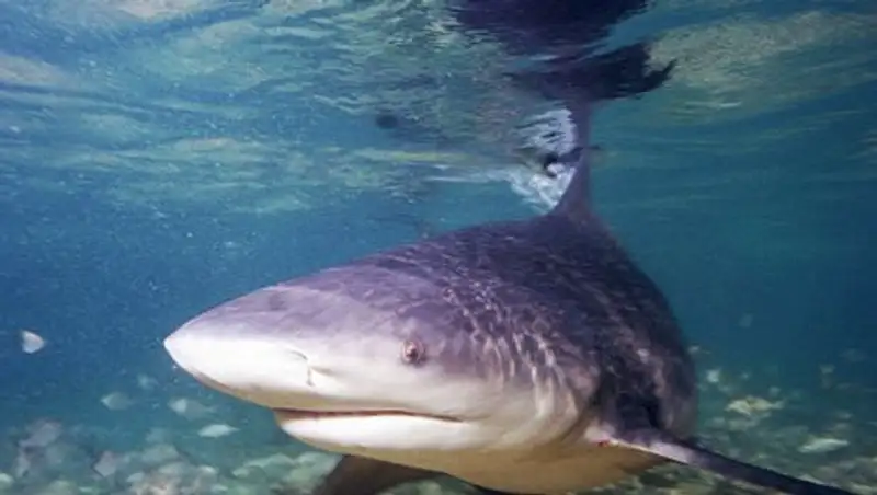 Британец спас жену, ударив напавшую на нее акулу