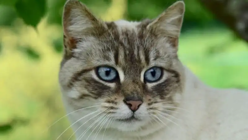 В Ухане у кошек обнаружен коронавирус