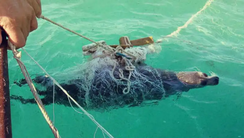 Осетров и тюленей на 86 млн тенге изъяли у браконьеров на Каспии
