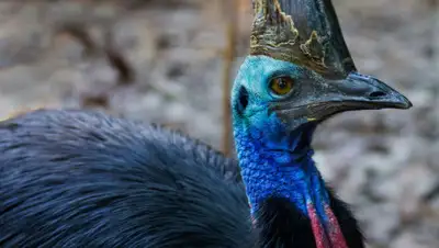 fotokto.kz, фото - Новости Zakon.kz от 14.04.2019 11:24