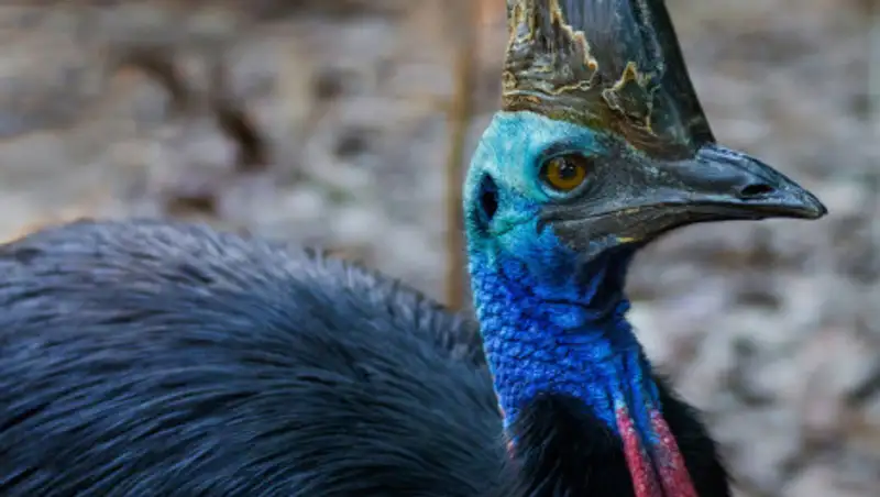 Птица убила фермера в США