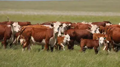 Количественные ограничения на вывоз бычков и баранчиков вводятся в Казахстане