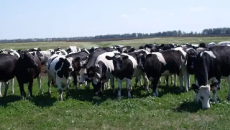 В Жамбылской области поголовье КРС увеличилось на 12,2 тыс голов