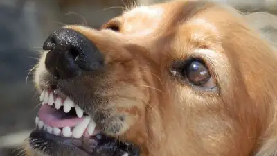 Бродячие собаки терроризируют жителей СКО, фото - Новости Zakon.kz от 21.02.2023 00:16