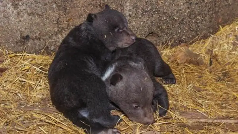 В шымкентском зоопарке родились четверо медвежат