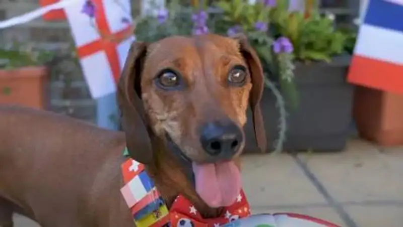 Такса предсказала победу Португалии на Евро-2020