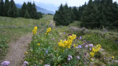 Пропавшего тиктокера нашла в горах Жетысуской области, фото - Новости Zakon.kz от 08.06.2023 17:30
