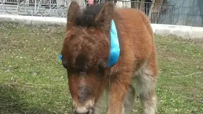 Зоопарк Караганды, фото - Новости Zakon.kz от 10.04.2020 13:31