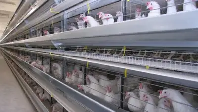 Пресс-служба акима ЮКО, фото - Новости Zakon.kz от 09.02.2018 11:42